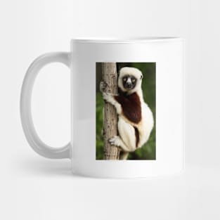 Coquerel's sifaka Mug